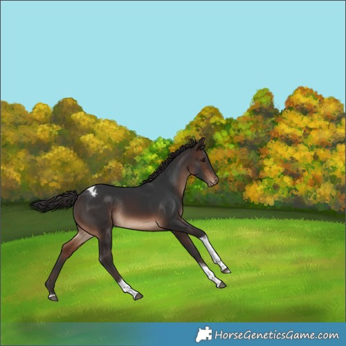 Horse Color:Brown Tobiano Appaloosa Rabicano 