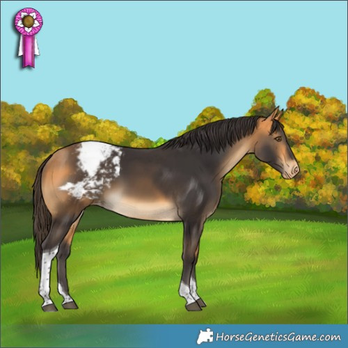 Horse Color:Buckskin Tobiano Snowcap