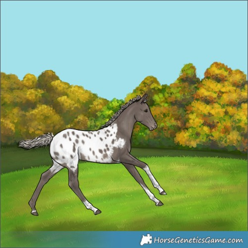 Horse Color:Silver Smoky Black Tobiano Appaloosa Rabicano 