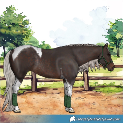 Horse Color:Silver Brown Tobiano Rabicano 