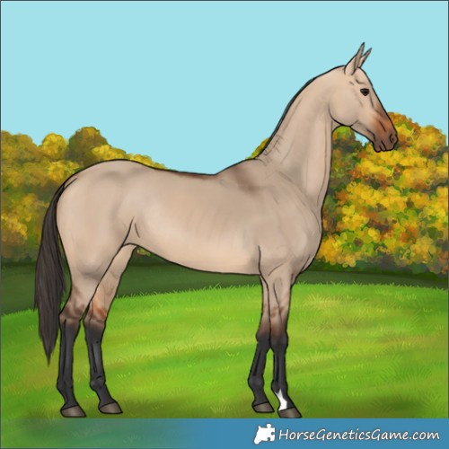 Horse Color:Bay Dun Rabicano 