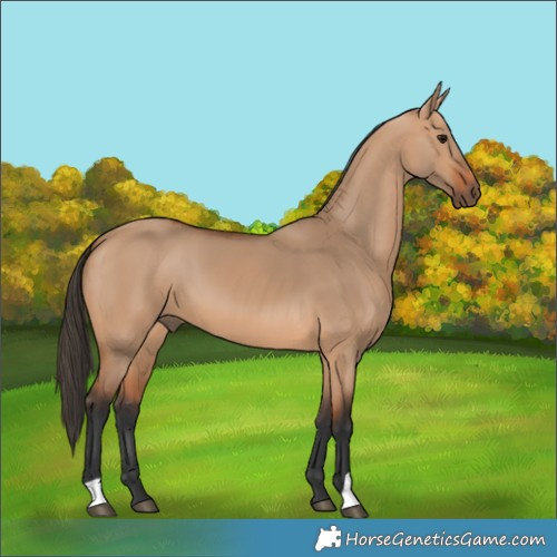 Horse Color:Bay Dun 