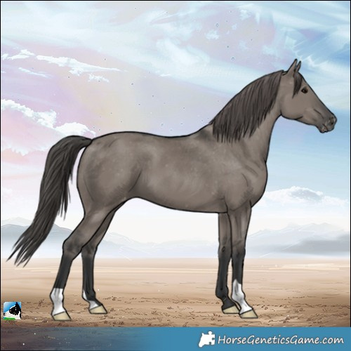 Horse Color:Grullo Appaloosa 