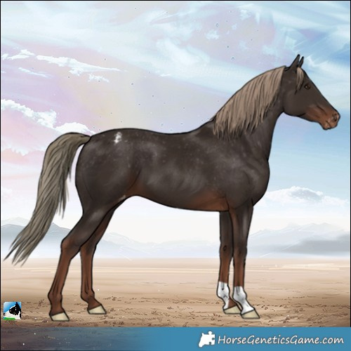 Horse Color:Liver Chestnut Varnish 