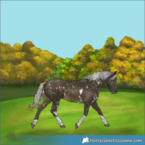 Horse Color:White Spotted Silver Buckskin Tobiano 