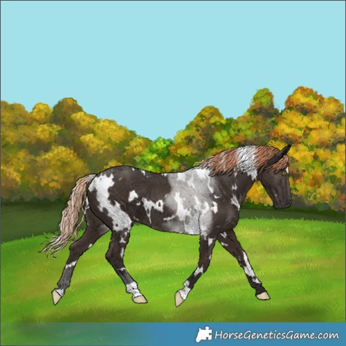 Horse Color:White Spotted Liver Chestnut 