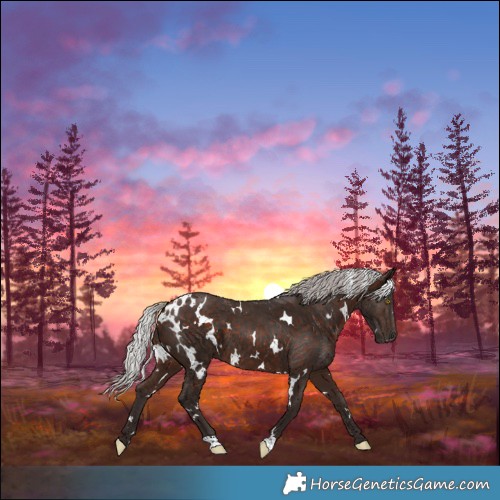 Horse Color:White Spotted Silver Bay