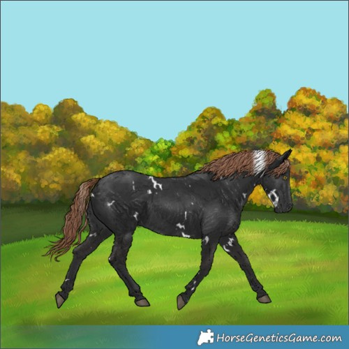 Horse Color:White Spotted Liver Chestnut 