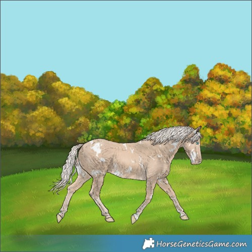Horse Color:White Spotted Cremello 