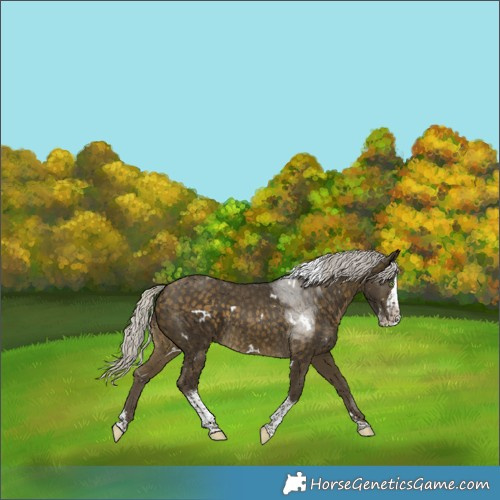 Horse Color:White Spotted Silver Buckskin Splash Tobiano 