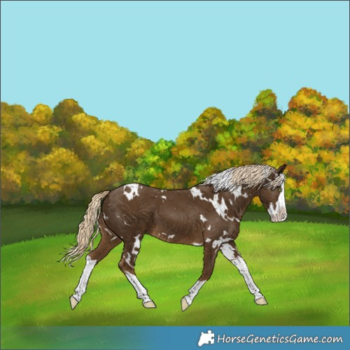 Horse Color:White Spotted Chocolate Palomino Splash