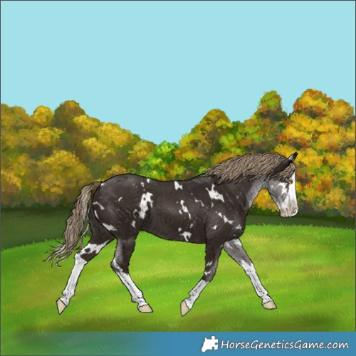 Horse Color:White Spotted Liver Chestnut Splash 