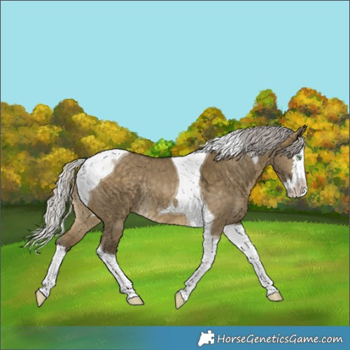 Horse Color:Silver Buckskin Dun Splash Tobiano Rabicano