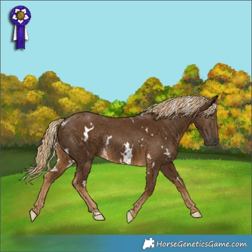 Horse Color:White Spotted Chocolate Palomino Rabicano 