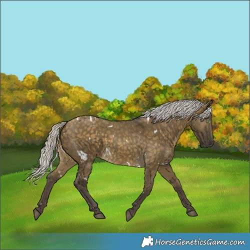 Horse Color:White Spotted Silver Buckskin Dun Rabicano