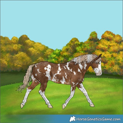 Horse Color:White Spotted Chocolate Palomino Splash Rabicano