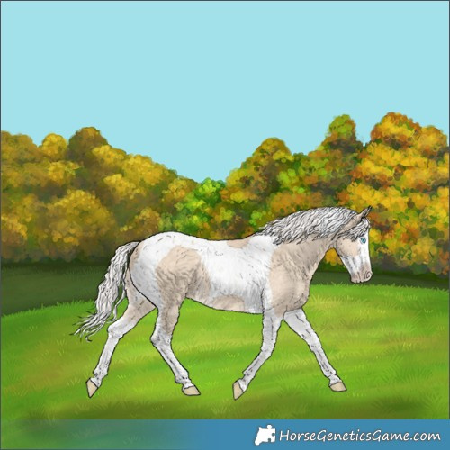 Horse Color:Silver Perlino Dun Splash Tobiano Rabicano 