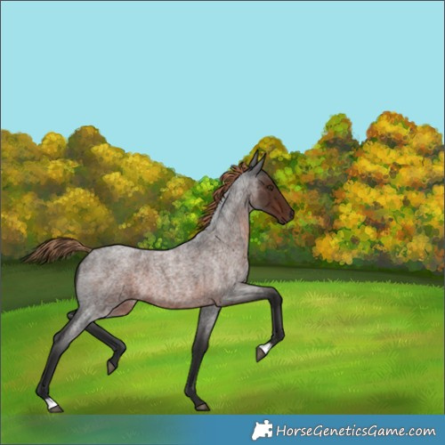 Horse Color:Liver Red Roan