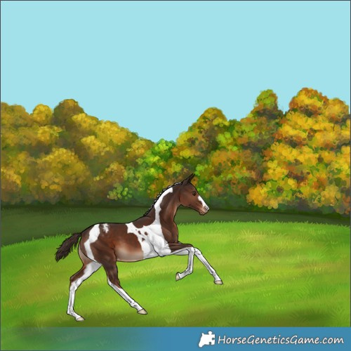 Horse Color:Liver Chestnut Tobiano Appaloosa 