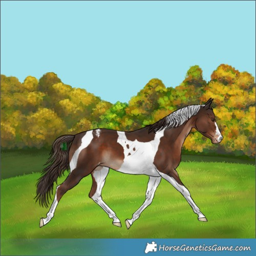 Horse Color:Liver Chestnut Tobiano Appaloosa 