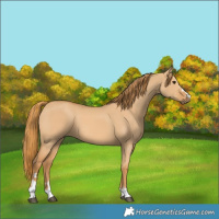 Horse Color:Red Dun