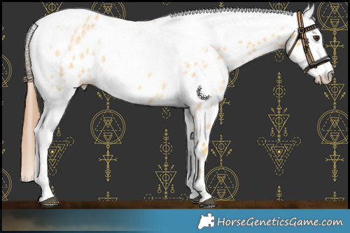Horse Color:Palomino Roan Appaloosa  and White Spotted Chestnut 
