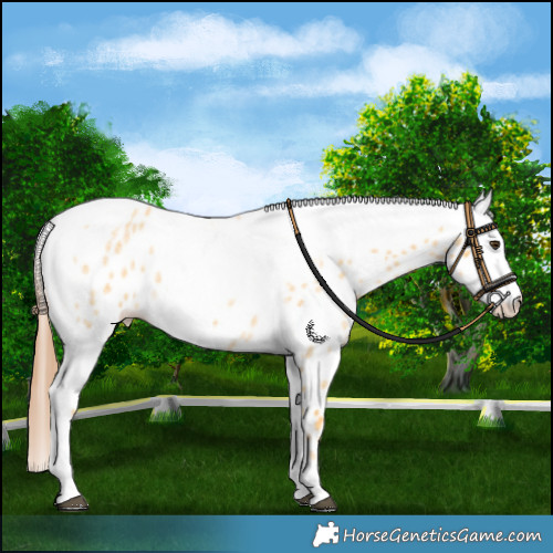 Horse Color:Palomino Roan Near Leopard and White Spotted Chestnut