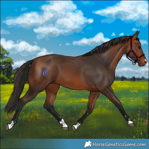 Horse Color:Bay 