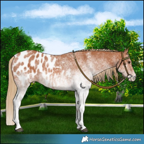 Horse Color:White Spotted Chestnut Appaloosa 