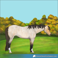 Horse Color:Unknown 