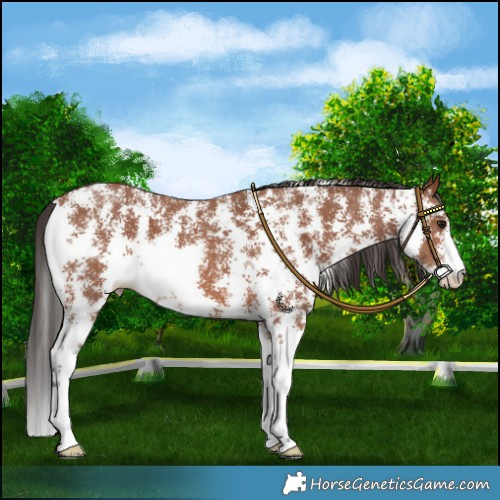 Horse Color:Bay Sabino 