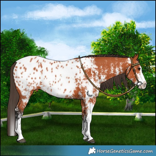 Horse Color:Bay Sabino Splash Appaloosa 