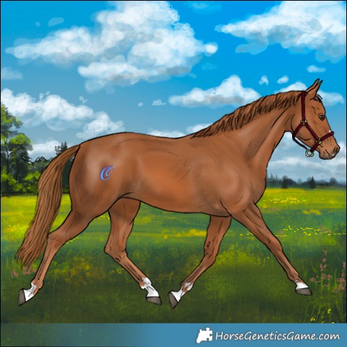 Horse Color:Chestnut 
