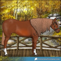 Horse Color:Chestnut 