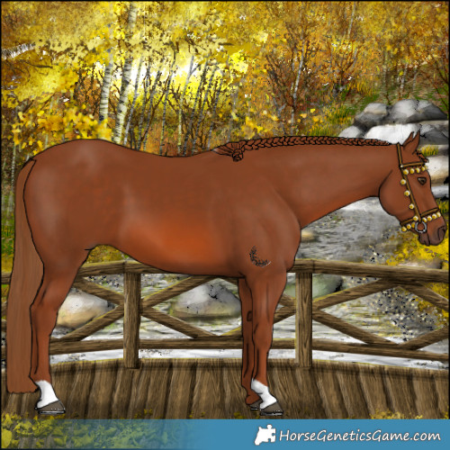 Horse Color:Chestnut 