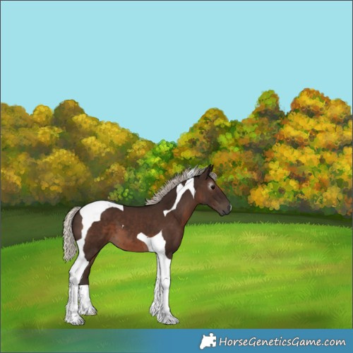 Horse Color:Gray Silver Black Tobiano 