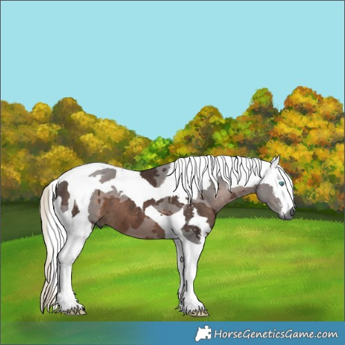 Horse Color:Gray Silver Black Merle Tobiano 