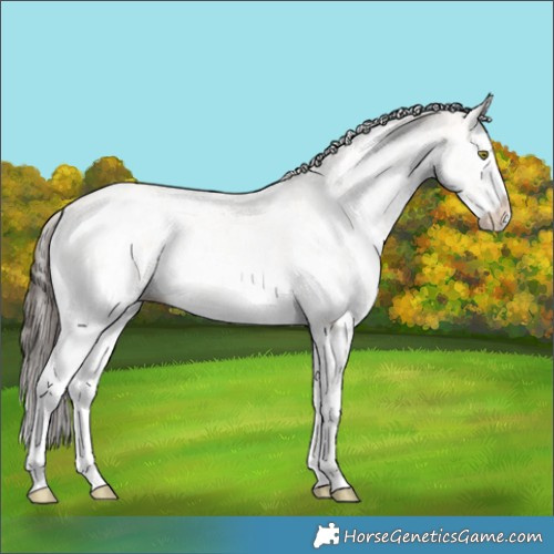 Horse Color:White Spotted Amber Champagne Splash