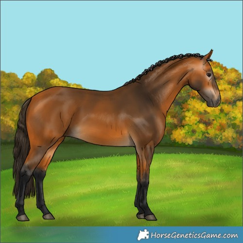 Horse Color:Gray Buckskin 