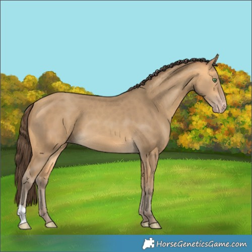 Horse Color:Amber Cream Champagne 