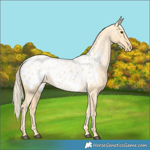Horse Color:Palomino Dun Blanket 