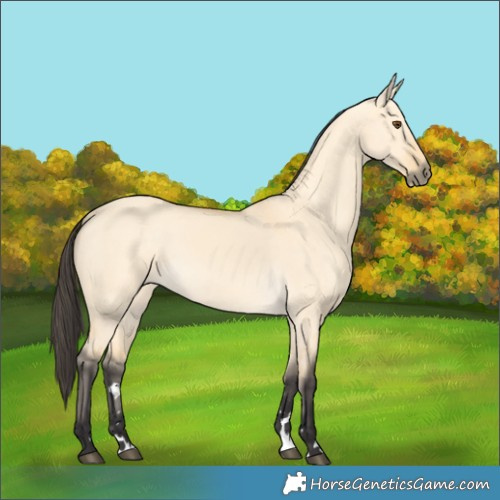 Horse Color:Buckskin Dun