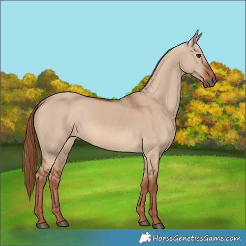 Horse Color:Red Dun