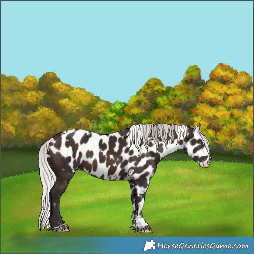 Horse Color:White Spotted Silver Brown Tobiano Skewed Appaloosa 