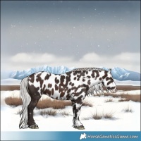 Horse Color:White Spotted Silver Brown Tobiano Skewed Appaloosa 