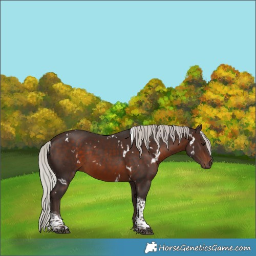 Horse Color:White Spotted Silver Brown Tobiano