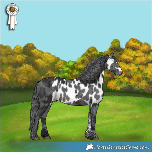 Horse Color:Brown Merle Tobiano Skewed Appaloosa 