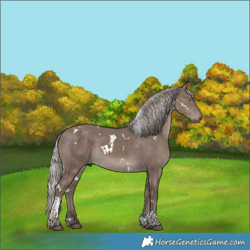 Horse Color:White Spotted Silver Grullo Tobiano Rabicano