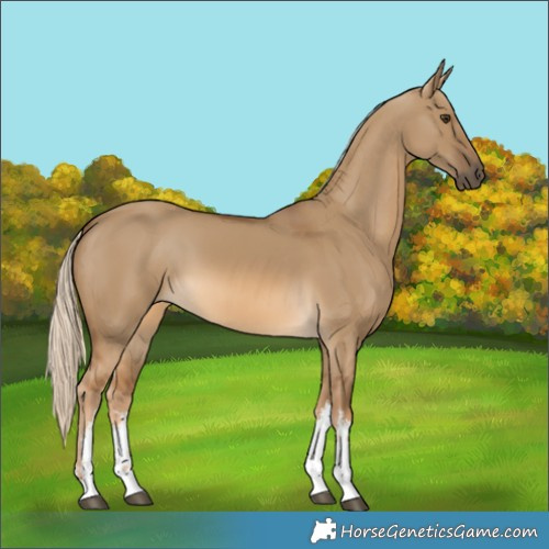Horse Color:White Spotted Chocolate Palomino Dun