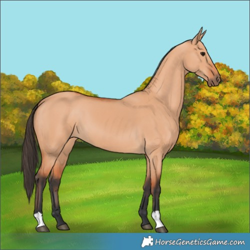 Horse Color:Bay Dun 